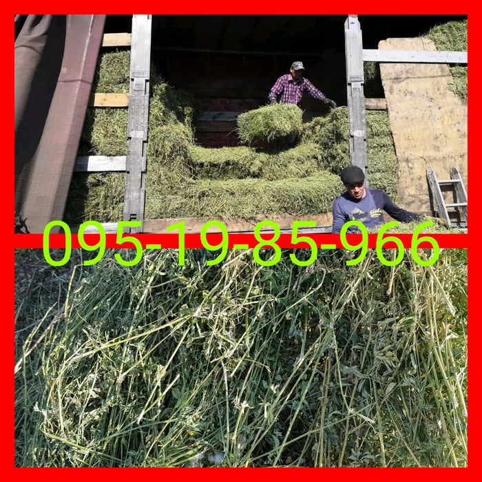 ДОСТАВКА ОТ 1 ШТ  сено сіно в тюках мешках (люцерны и др). По наличию.