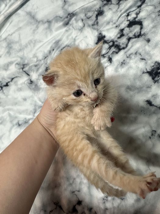 Кошенятка в добрі руки