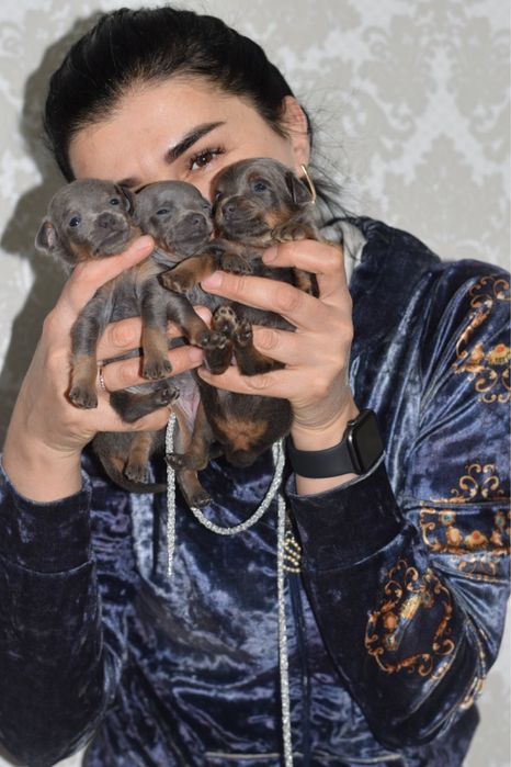 Малыши породы той -терьер.