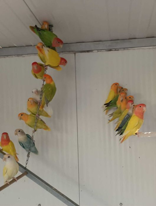 agapornis roseicollies