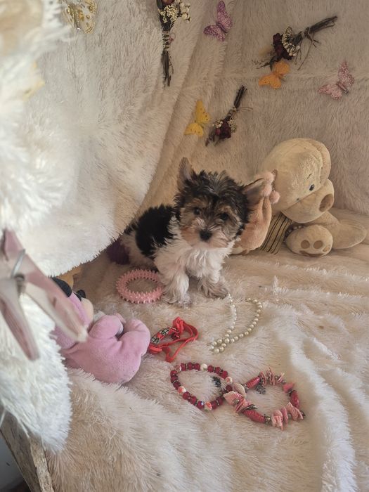 Biewer Terrier Macho Miniatura Registada PT3088FL FL
