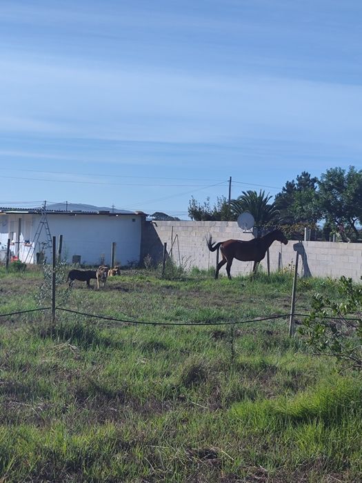 Cavalo muito bonito e meigo