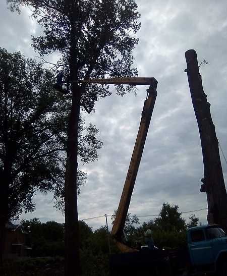 Професійне зрізання та валка дерев