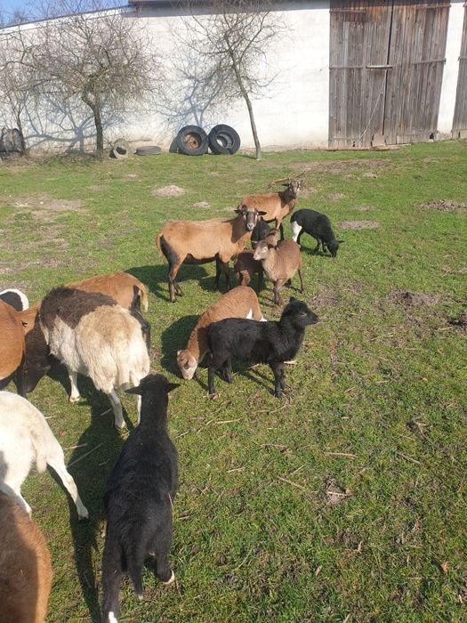 Baranki iwieczki kameruńskie