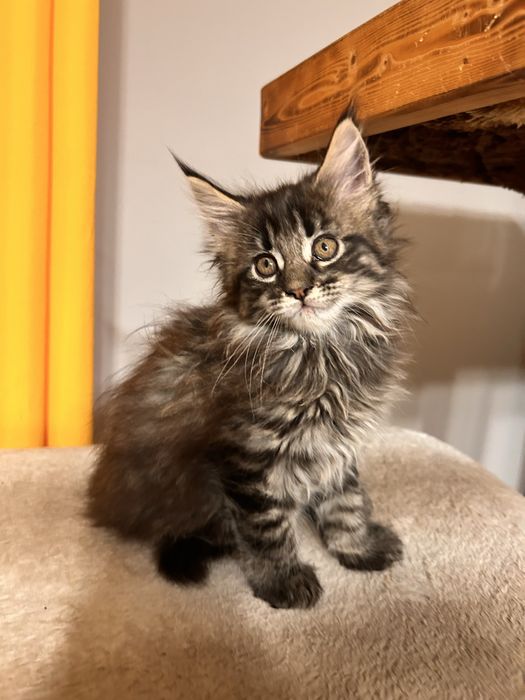 Kotka Maine Coon