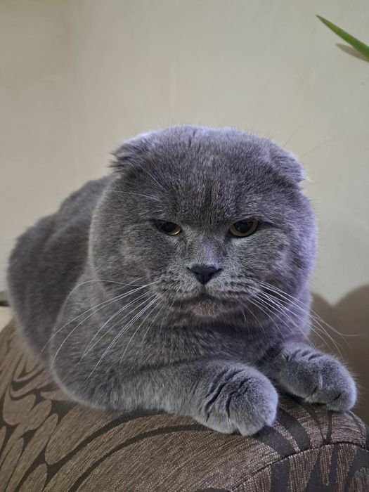 Шотландський кіт для вязки