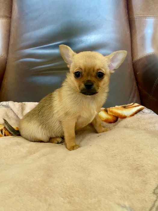 Chihuahua , Śląsk, suczka malutka