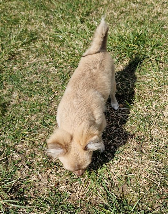 Piesek długowłosy Chihuahua