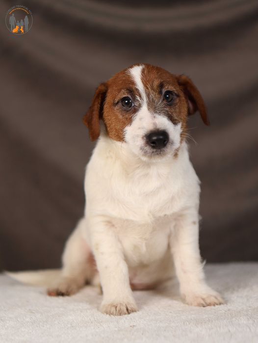Jack Russell Terrier grzeczny piesek