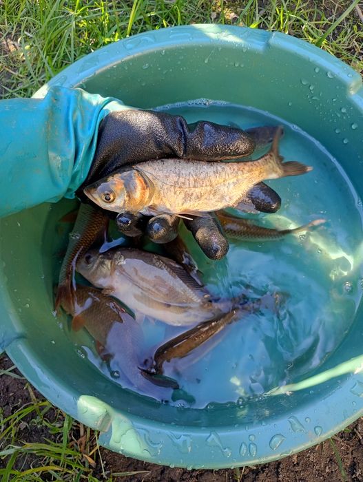 Amur narybek /kroczek. Lin , Okoń , Karp , Jesiotr.