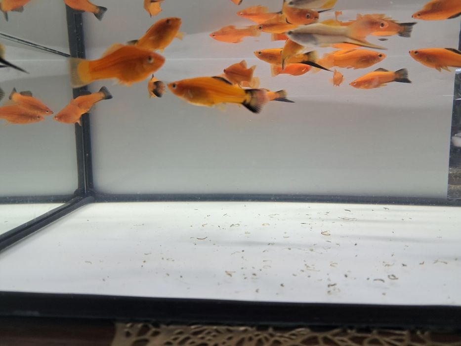 Sprzedam mieczyki czerwone i zielone hellera