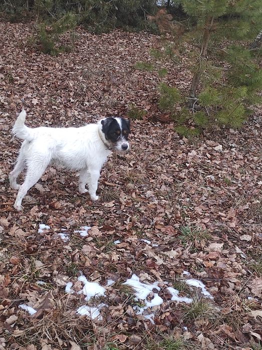 Parson Russell Terrier