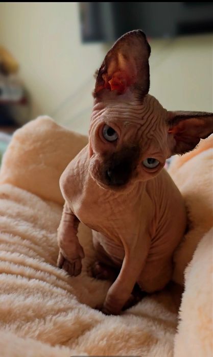 Przepiękna koteczka nienieski oczka,kot sfinks