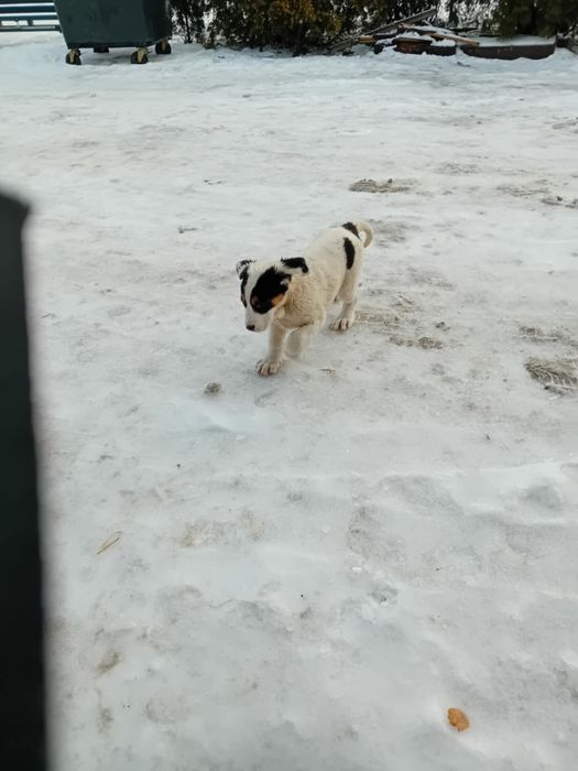 Sprzedam owczarki środkowo azjatyckie