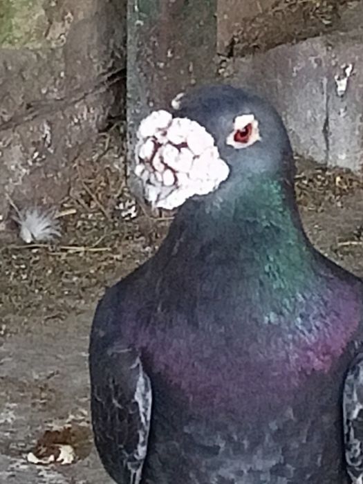 Gołębie staropolskie