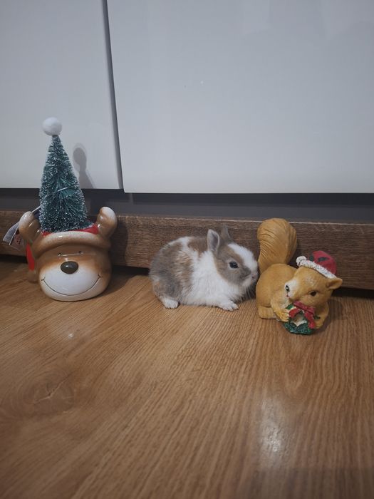 Króliczki Karzełki teddy mini