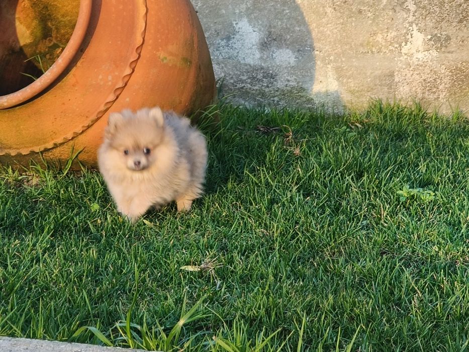 Spitz alemão anão menina