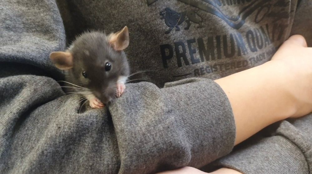 Szczurek Dumbo || Szczurki, szczury, urocze i oswojone samiczki