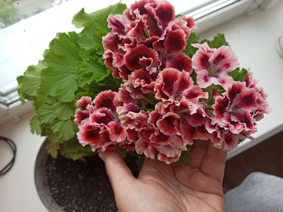 Пеларгонія королівська