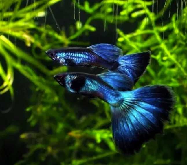 Акваріумні риби.