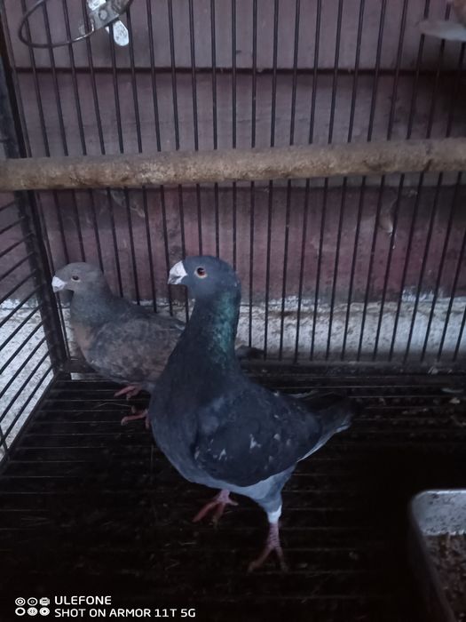 Pombos correio beleza Alemão