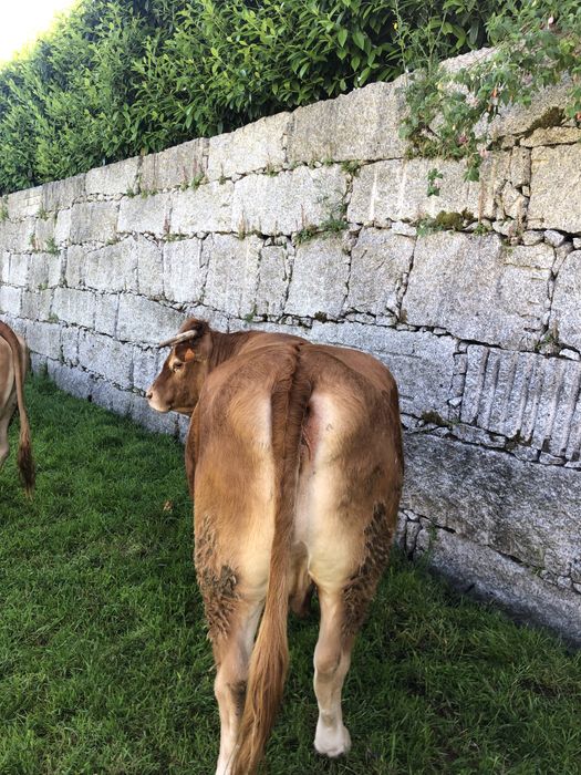 Vendo duas vacas minhotas puras