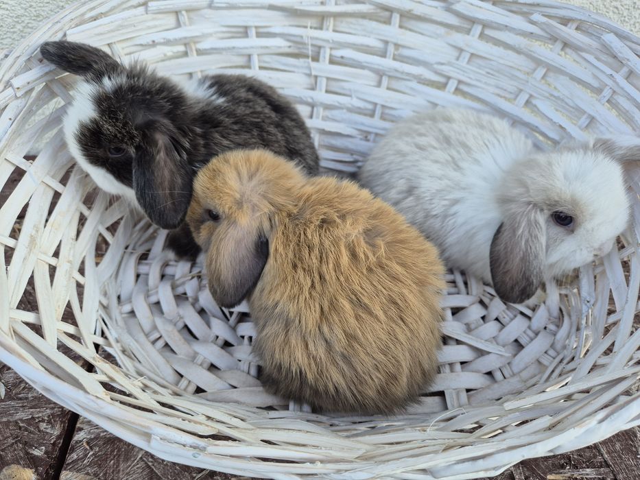 Królik minilopek mini lop