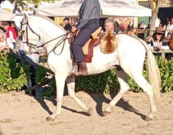 Beautiful stallion with potential, for sale (Coimbra)