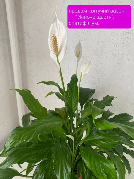 Продам квітучий, розкішний спатифіліум" жіноче щастя"