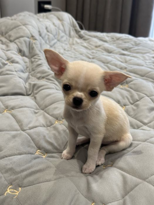 Цуценя хлопчик чихуахуа