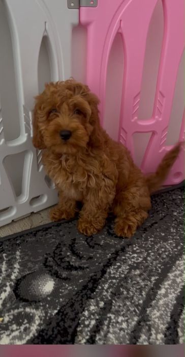 Cockapoo - uroczy piesek