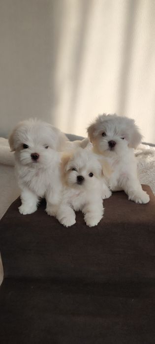 Цуценята мальтезе