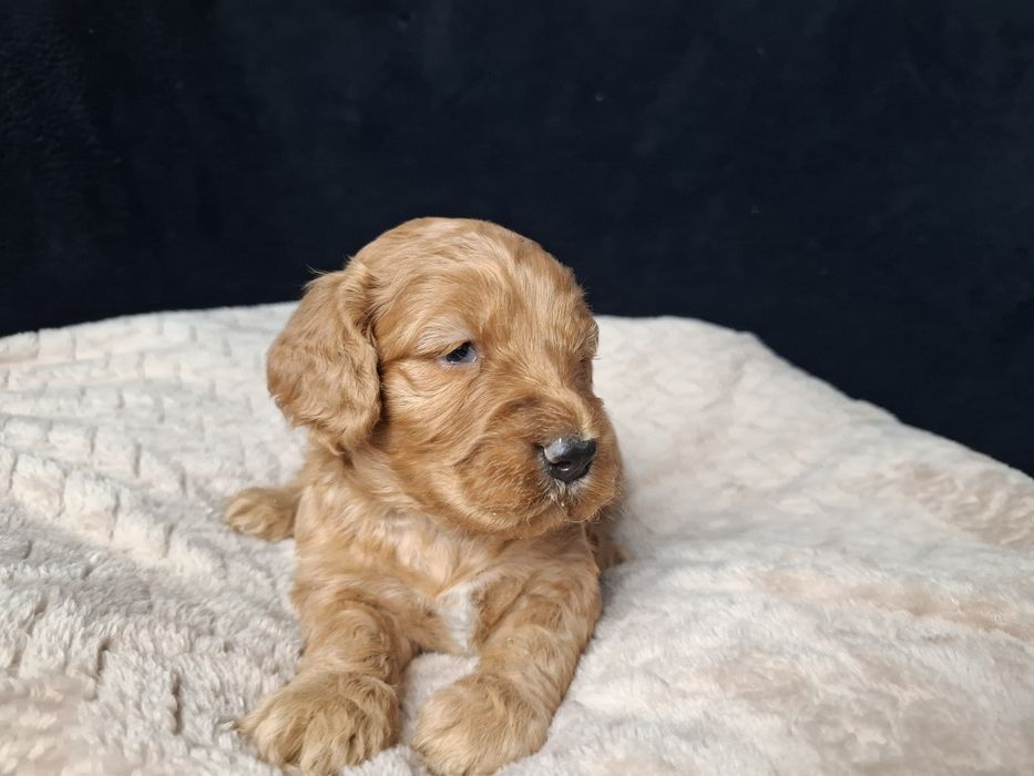 cocapoo mama cocker spaniel