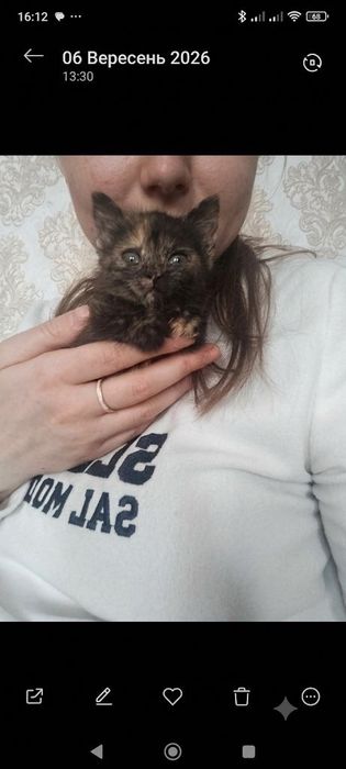 Віддам котика, хлопчик