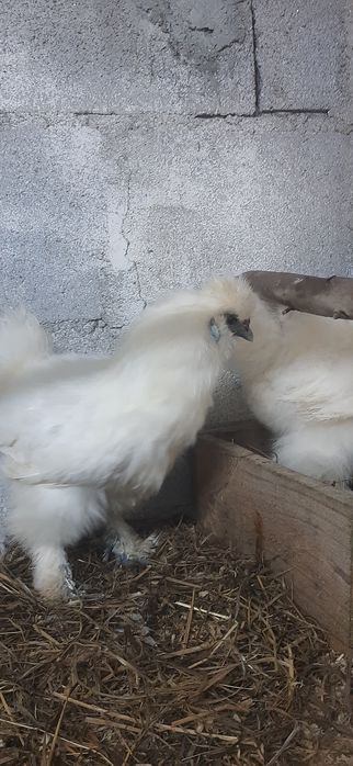 garnizo sedosa do Japão macho