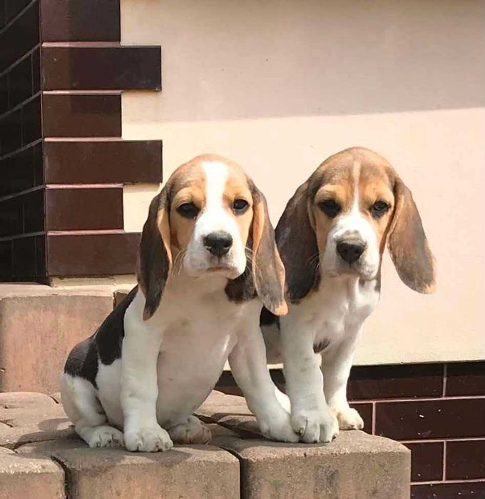 Beagle/Bigle - szczenię rodowodowe ZKwP/FCI - po championie
