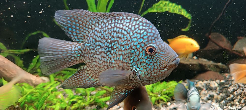 Цихлозома Діамантова