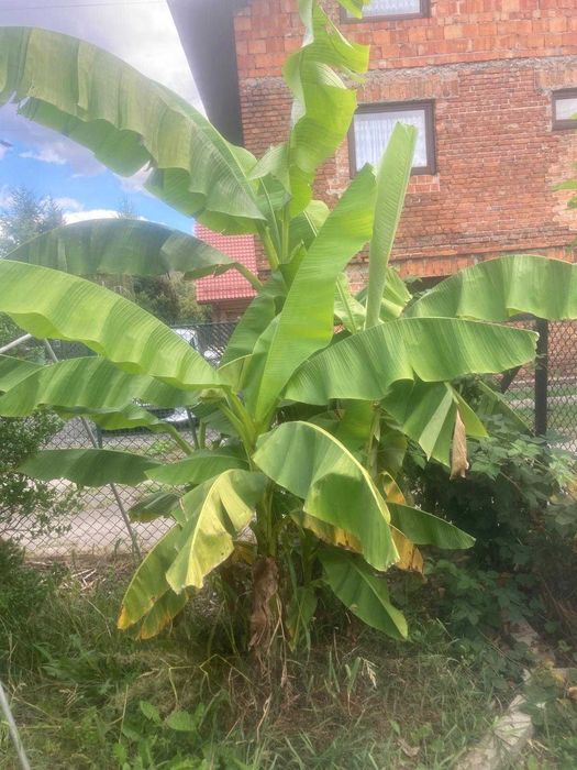Bananowiec mrozoodporny Musa