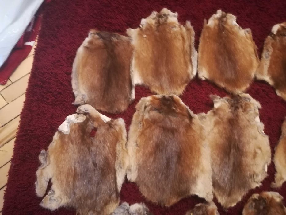 Продам шкірки андатри,виправленні.