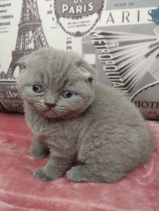 Ідеальна шотландська принцеса з ВАКЦИНАЦІЄЮ шукає люблячу сім'ю