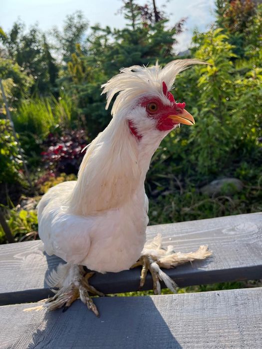 Павлівська біла кури пара