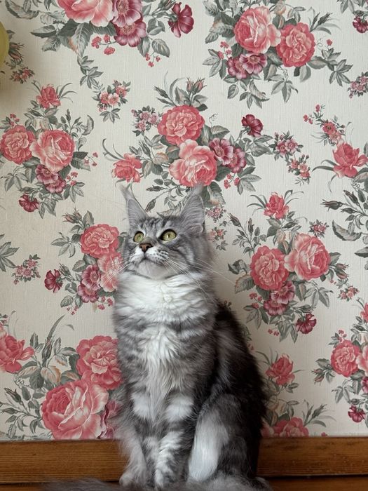 Котята мейн кунята