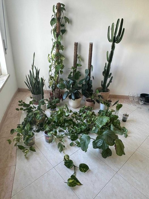 Lote ~15 plantas interior + acessórios premium jardinagem