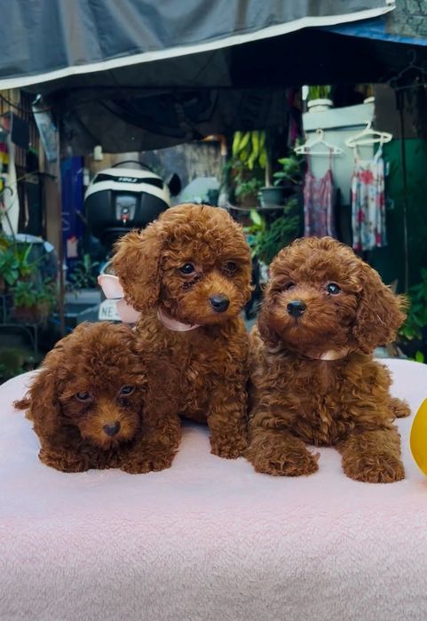 Вибір той пудель Ред браун ,малишей