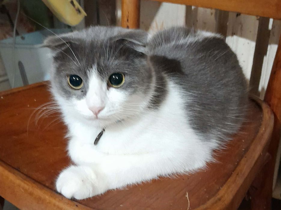 Вислоухая стерилизованная котёнок подросток девочка ищет дом! Котята