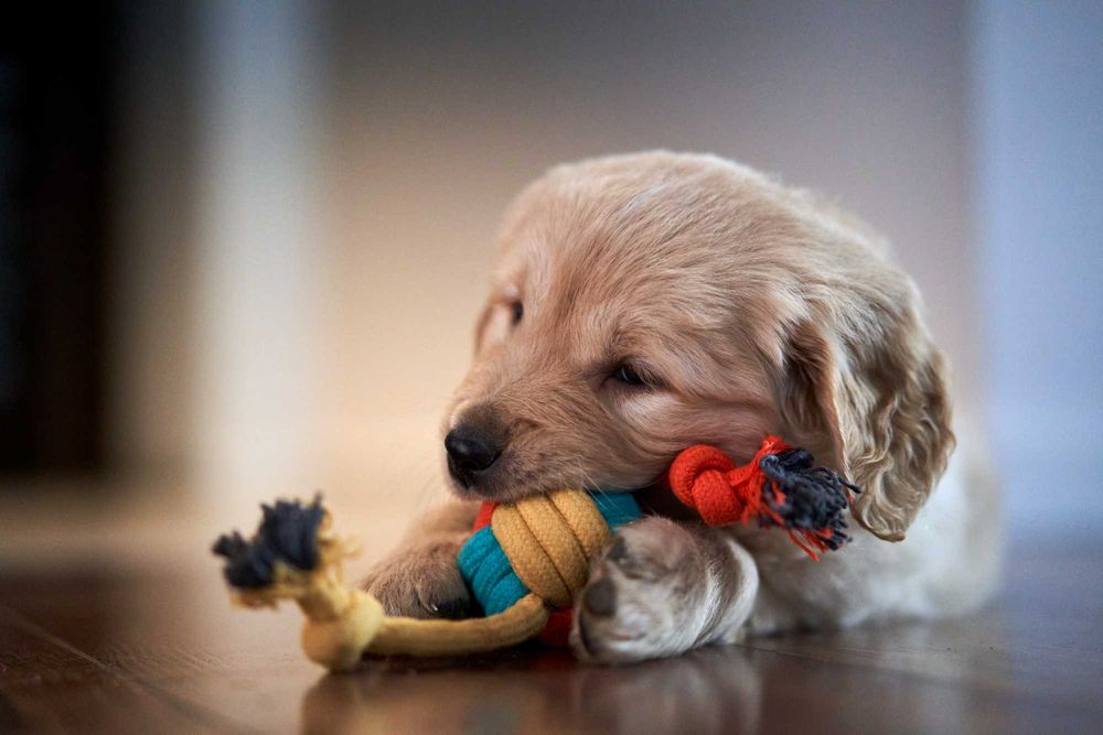 Cudowny piesek Golden Retriever Majlo.