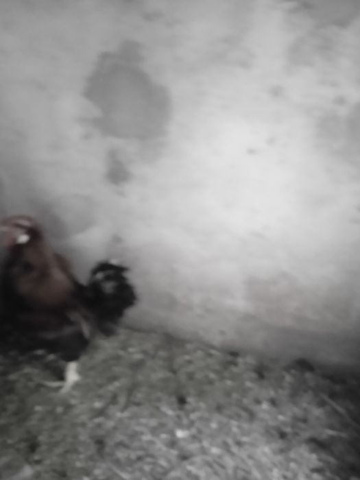 Vendo Garnizes puros