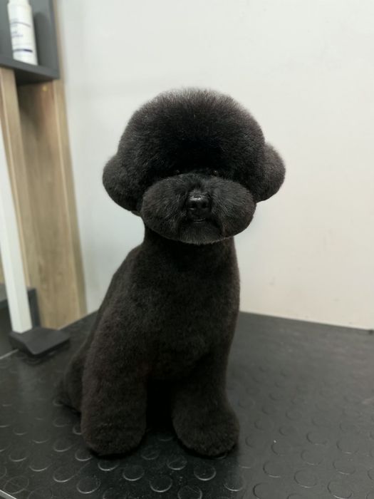 Модель на грумінг мальтипу, той пудель, шпіц, бішон, стрижка собак,