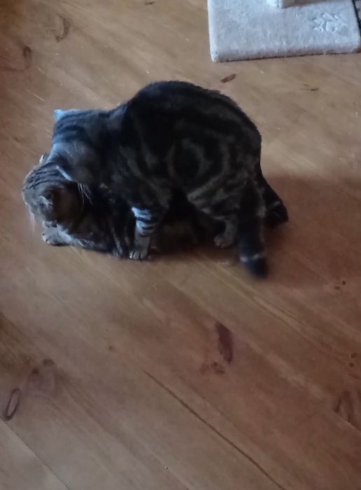 Шотландский прямоухий кот для вязки