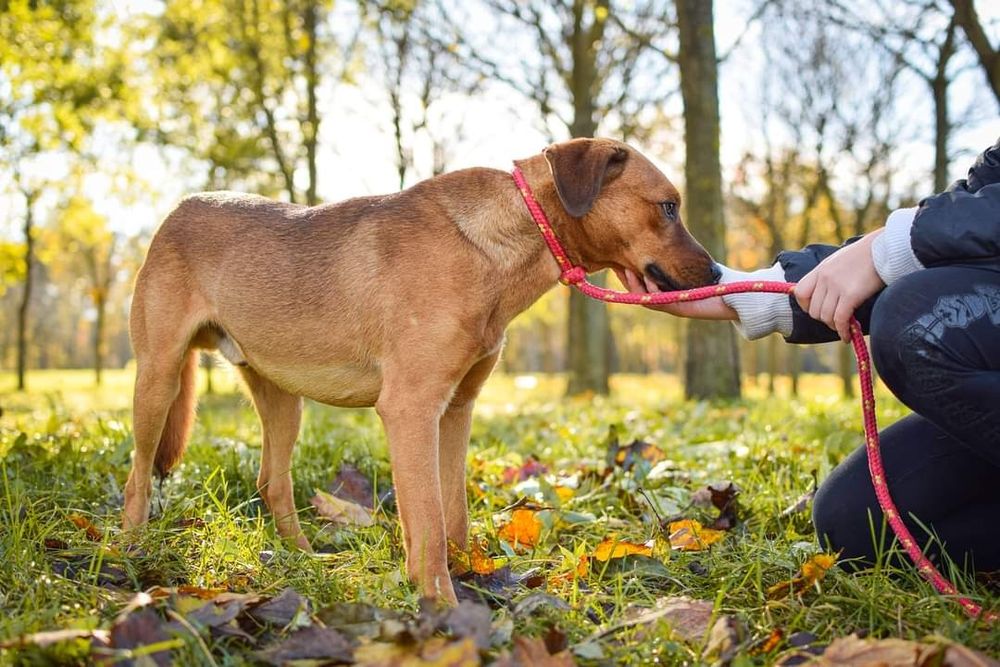 1,5 roczny delikatny psiak prosi o Dom!